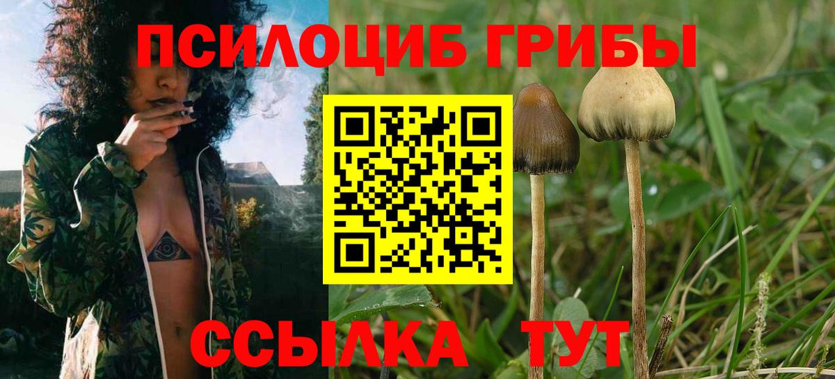 Псилоцибиновые грибы мицелий Дмитров
